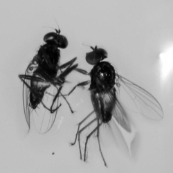 V1644 NIce Flies On Clear Amber Piece 12