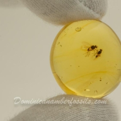V1644 NIce Flies On Clear Amber Piece 3