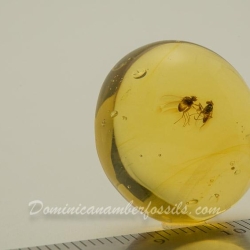 V1644 NIce Flies On Clear Amber Piece 4