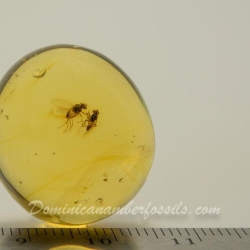V1644 NIce Flies On Clear Amber Piece 6
