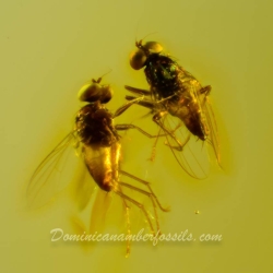 V1644 NIce Flies On Clear Amber Piece 7