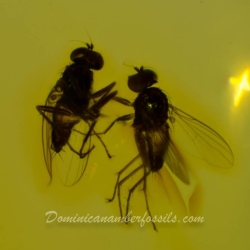 V1644 NIce Flies On Clear Amber Piece 8