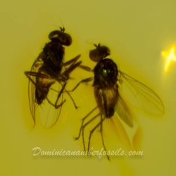 V1644 NIce Flies On Clear Amber Piece 9
