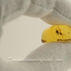 V1644 NIce Flies On Clear Amber Piece