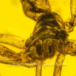 V1720 Arachnida Araneae Uloboridae 8