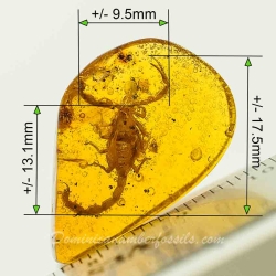 V1723 Scorpion Inclusion Fossil In Dominican Amber 10