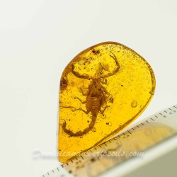 V1723 Scorpion Inclusion Fossil In Dominican Amber 11