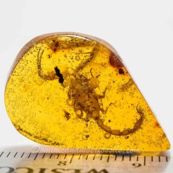 V1723 Scorpion Inclusion Fossil In Dominican Amber 12