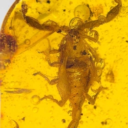 V1723 Scorpion Inclusion Fossil In Dominican Amber