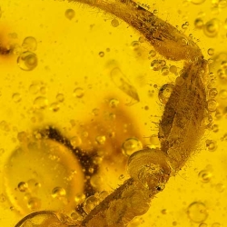 V1723 Scorpion Inclusion Fossil In Dominican Amber 4