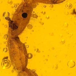 V1723 Scorpion Inclusion Fossil In Dominican Amber 5