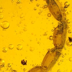 V1723 Scorpion Inclusion Fossil In Dominican Amber 7