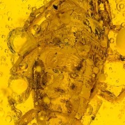 V1723 Scorpion Inclusion Fossil In Dominican Amber 8