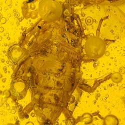 V1723 Scorpion Inclusion Fossil In Dominican Amber 9