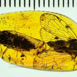 V1732 Homoptera 10