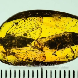 V1732 Homoptera 11