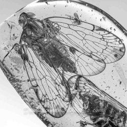 V1732 Homoptera 3