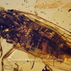 V1732 Homoptera 4