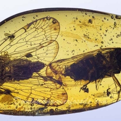 V1732 Homoptera