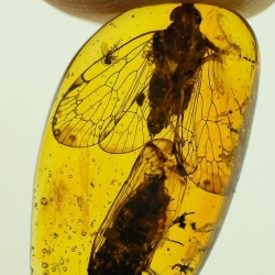 V1732 Homoptera 7