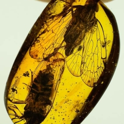 V1732 Homoptera 8