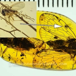 V1732 Homoptera 9