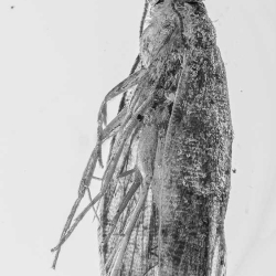 V1742 Caddisfly Trichoptera 2