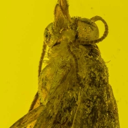 V1742 Caddisfly Trichoptera 3