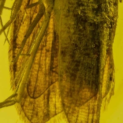 V1742 Caddisfly Trichoptera 4