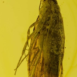 V1742 Caddisfly Trichoptera