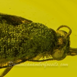 V1742 Caddisfly Trichoptera 5