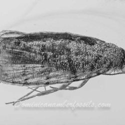 V1742 Caddisfly Trichoptera 7