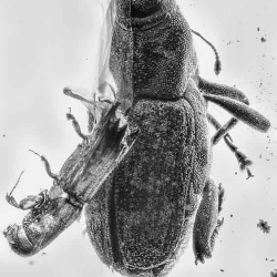 V1750 Curculionidae Conoderinae Zygopini Geratozygops   Curculionidae Platypodinae 15