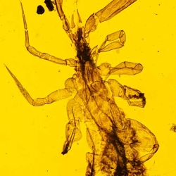 V1754 Pseudoscorpion 3