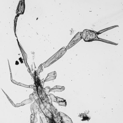 V1754 Pseudoscorpion 4