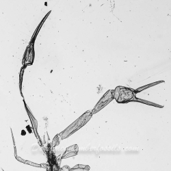 V1754 Pseudoscorpion 5