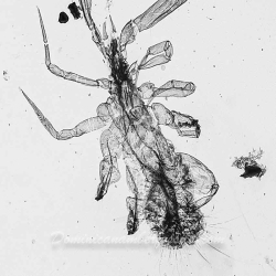 V1754 Pseudoscorpion