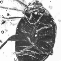 V1759 Flower Cativo Coleoptera Chrysomelidae 4