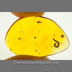 V1762 Arachnida Acarina Ixodidae Fossil Inclusion In Dominican Amber 10