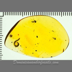 V1762 Arachnida Acarina Ixodidae Fossil Inclusion In Dominican Amber 11