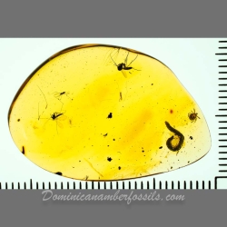 V1762 Arachnida Acarina Ixodidae Fossil Inclusion In Dominican Amber 12