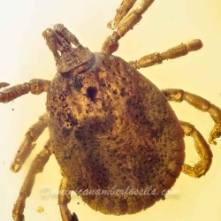 V1762 Arachnida Acarina Ixodidae Fossil Inclusion In Dominican Amber 2