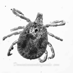 V1762 Arachnida Acarina Ixodidae Fossil Inclusion In Dominican Amber 3