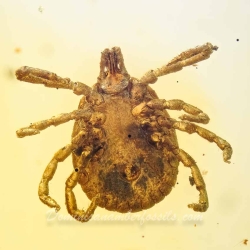 V1762 Arachnida Acarina Ixodidae Fossil Inclusion In Dominican Amber 6