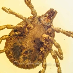 V1762 Arachnida Acarina Ixodidae Fossil Inclusion In Dominican Amber 7