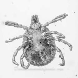 V1762 Arachnida Acarina Ixodidae Fossil Inclusion In Dominican Amber 8