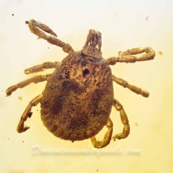 V1762 Arachnida Acarina Ixodidae Fossil Inclusion In Dominican Amber