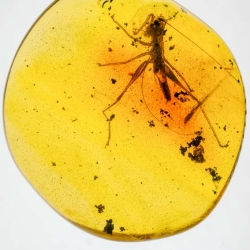 V1769 Grillidae 10