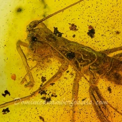 V1769 Grillidae 2