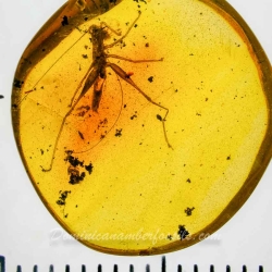 V1769 Grillidae 9